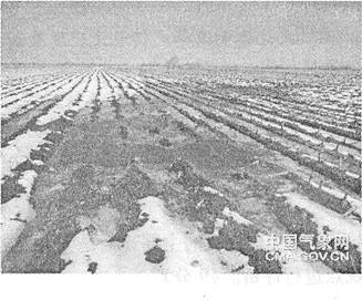 棉花產區生態問題與農業結構轉型分析