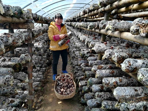 秦嶺綠 的佛坪貢獻——陜西省佛坪縣堅持保護生態環境、踐行“兩山論”紀實